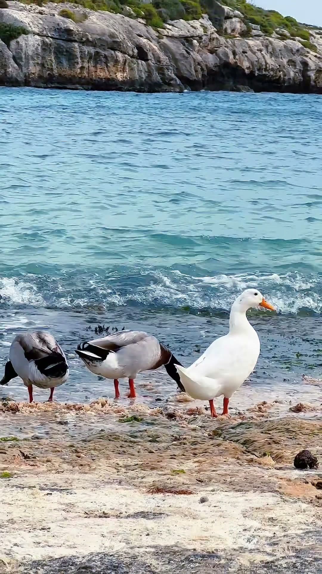 Zatoka Mġarr ix-Xini na Gozo